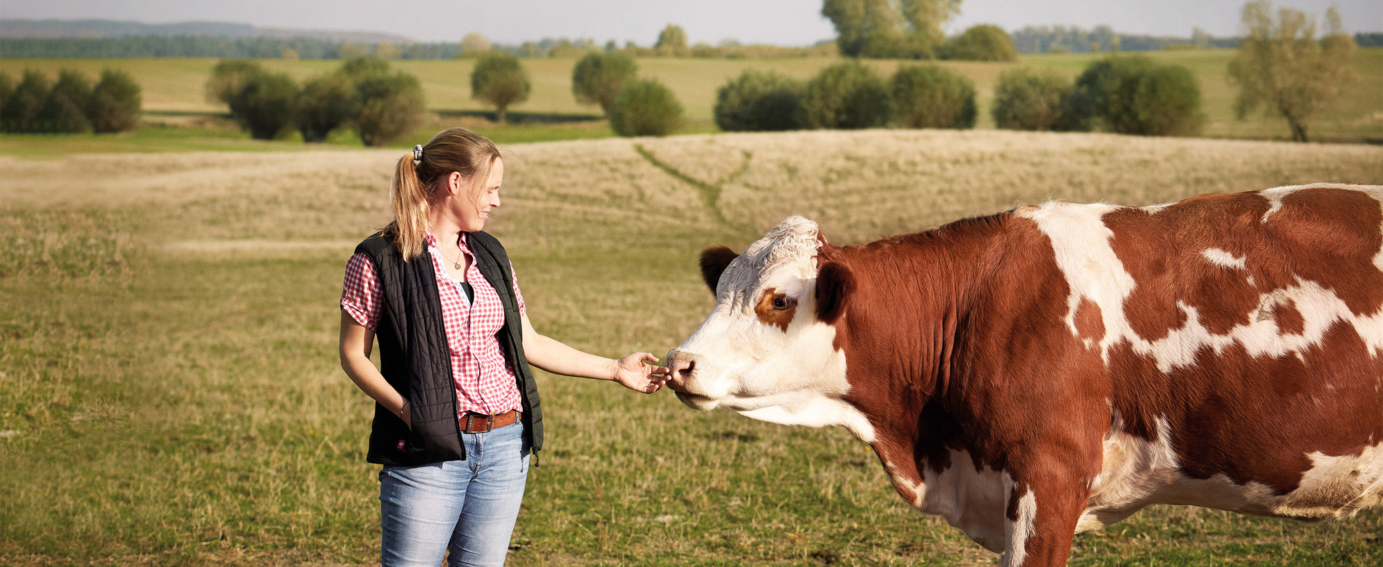 Eine Landwirtin füttert ein braun-weißes Rind auf einer offenen Weide.
