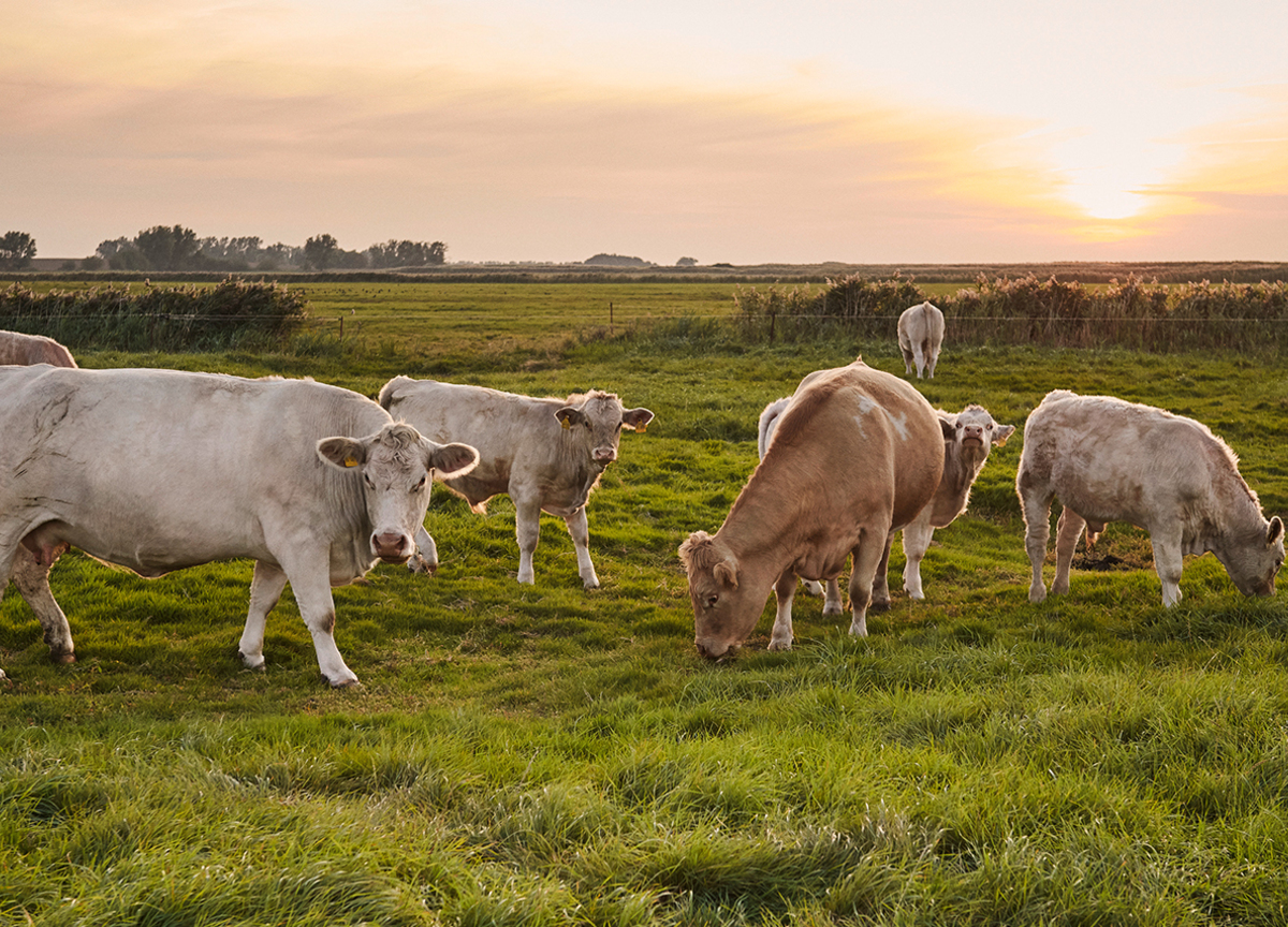 Mehrere Rinder grasen auf einer grünen Weide bei Sonnenuntergang.