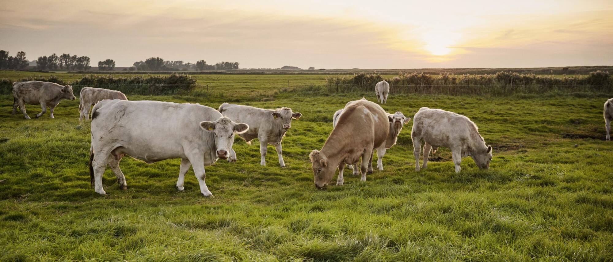 Rinderherde auf grüner Weide in weiter Landschaft bei Sonnenuntergang.